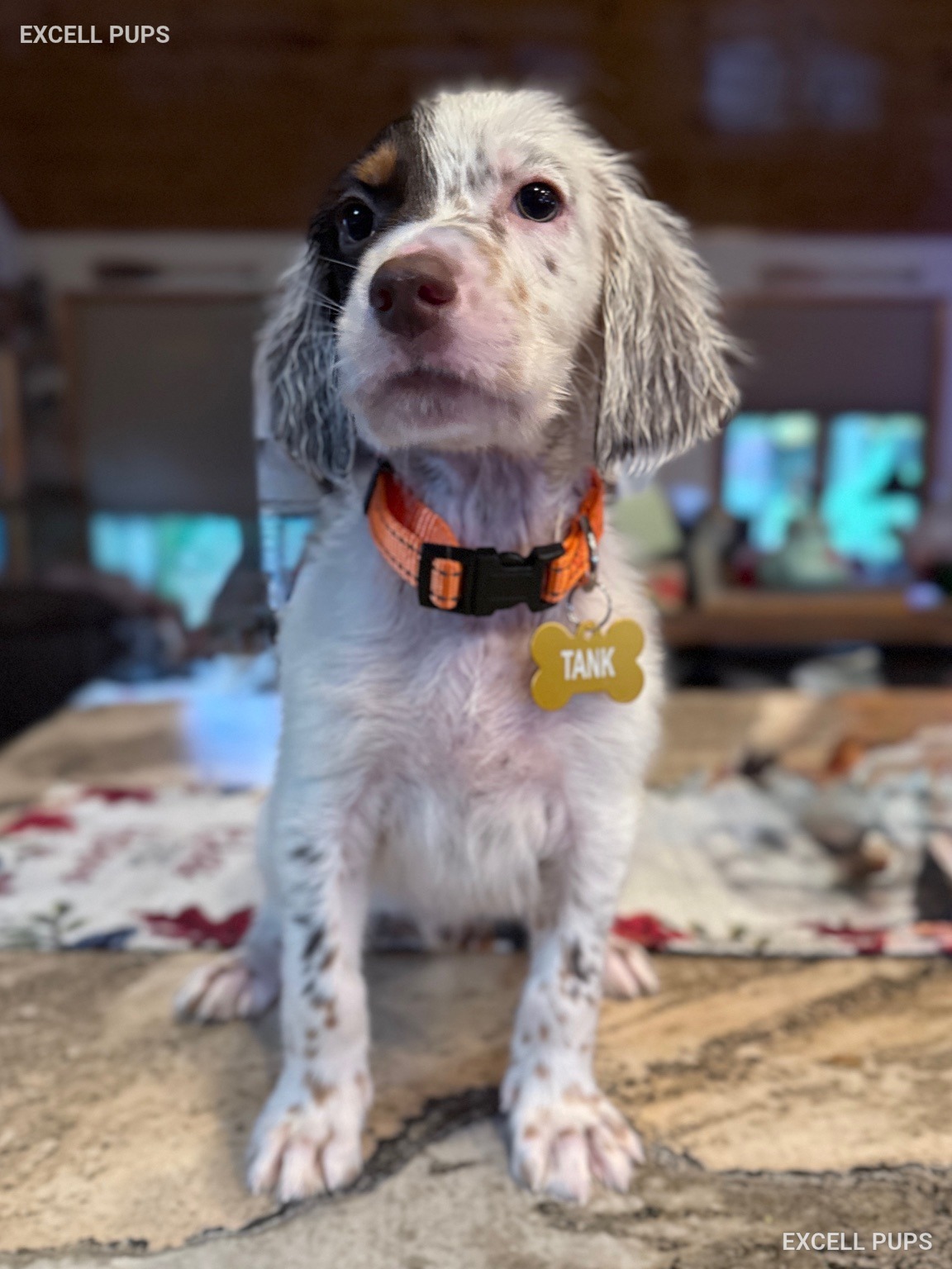 Tank  - English Setter puppy